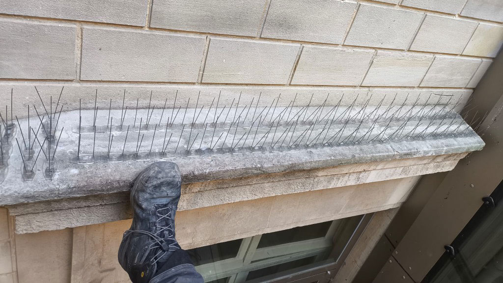 Pics Anti-Pigeon en Hauteur Île de France