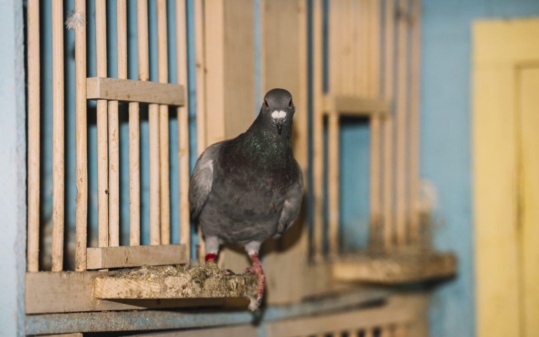 comment-empecher-pigeons-poser-balcon